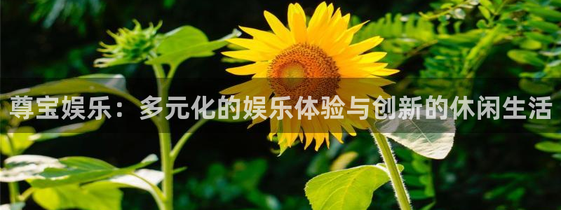 蓝图娱乐平台主管：尊宝娱乐：多元化的娱乐体验与创新的休闲生活